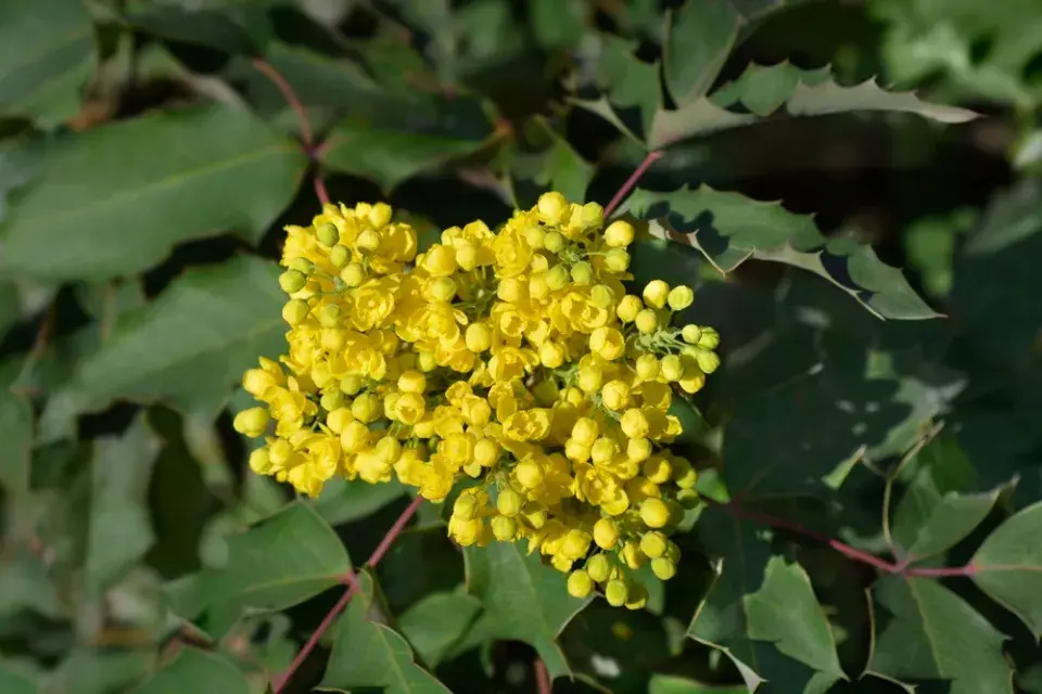 Mahónie cesmínolistá (Mahonia aguifolium)