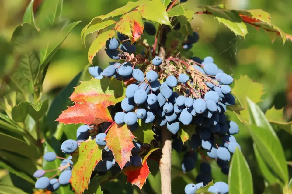 Mahónie cesmínolistá (Mahonia aguifolium)