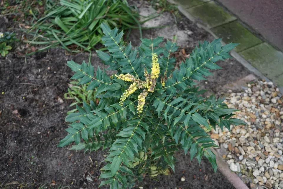 Mahónie japonská (Mahonia japonica)