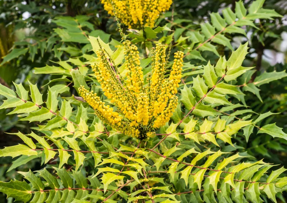 Mahónie japonská (Mahonia japonica)