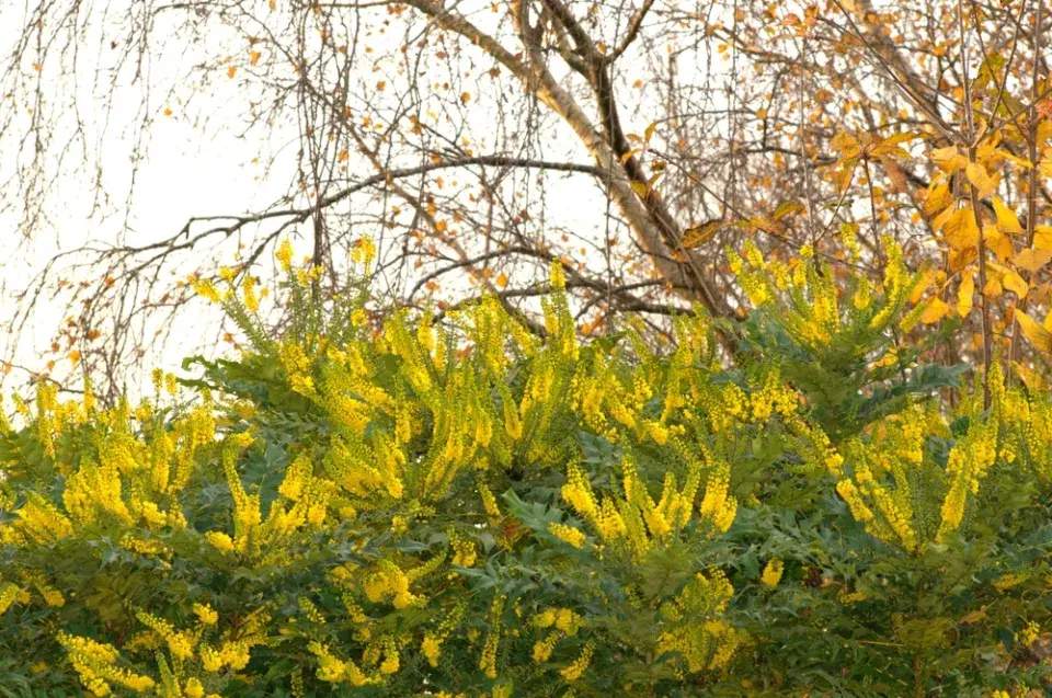 Mahónie japonská (Mahonia japonica)