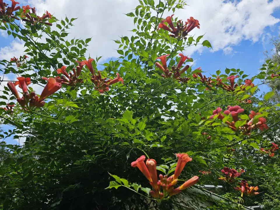 Zahrada Evy a Václava Hudečkových
