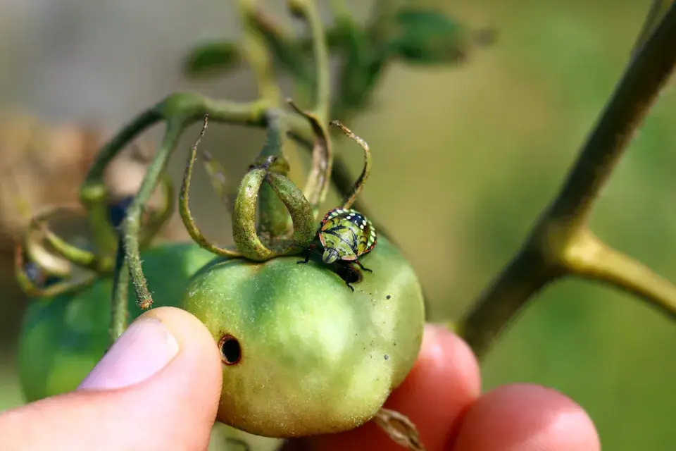 Kněžice zeleninová (Nezara viridula)