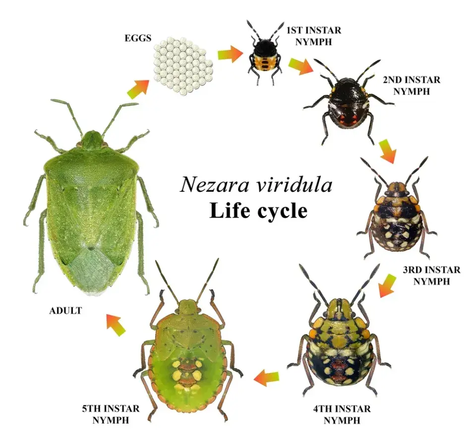 Kněžice zeleninová (Nezara viridula)