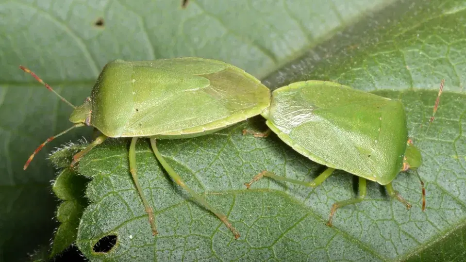 Kněžice zeleninová (Nezara viridula)