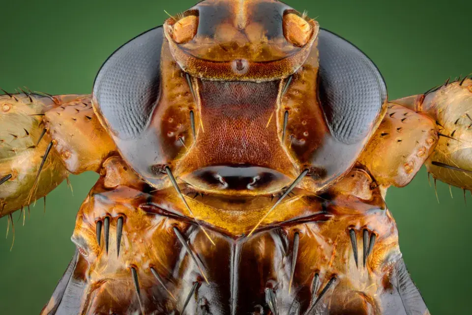 Kloš jelení (Lipoptena cervi)