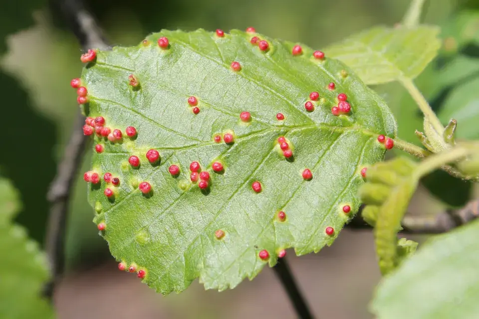 napadení stromu vlnovníkem 