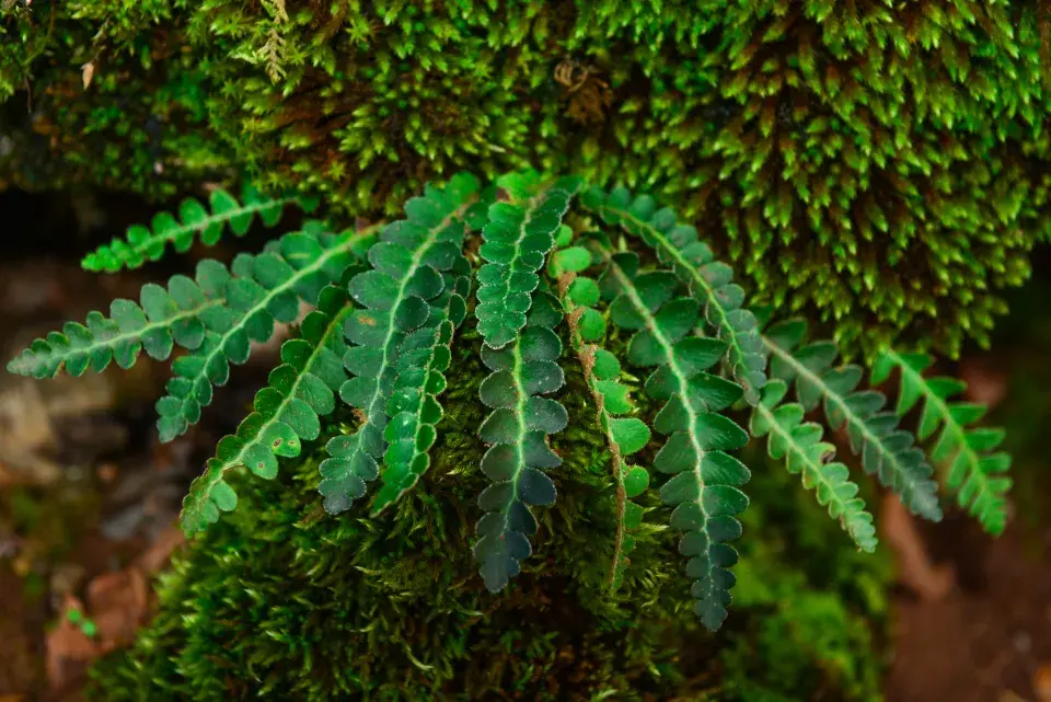 kyvor lékařský neboli ceterák