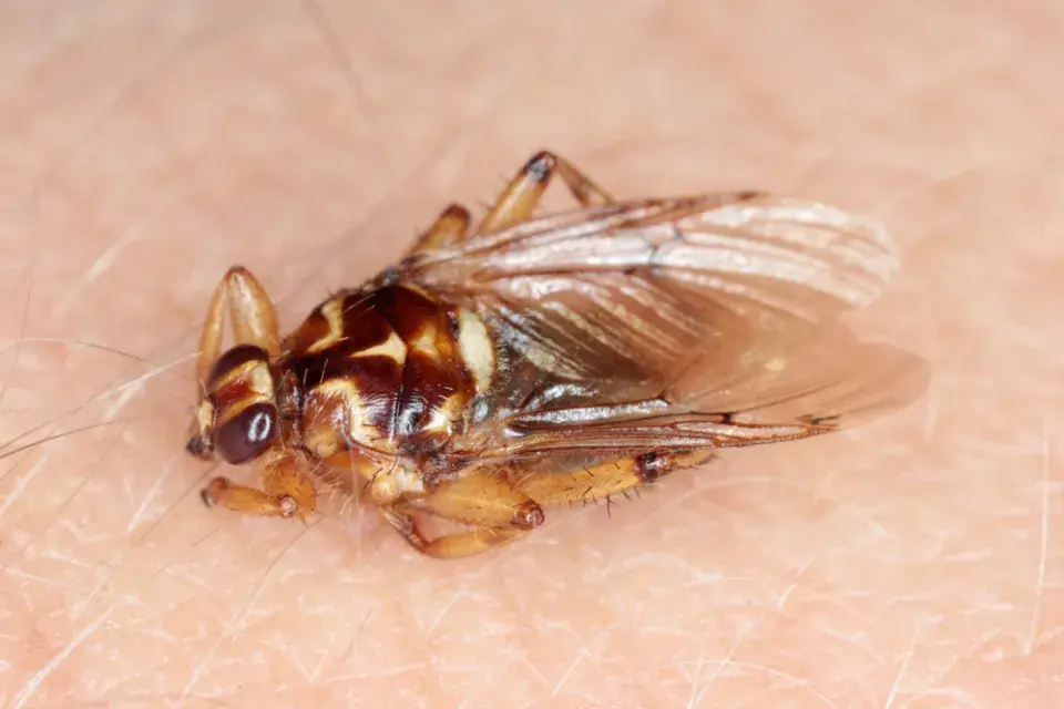 Kloš jelení (Lipoptena cervi)