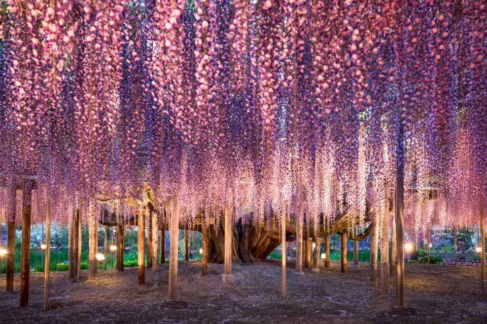 vistárie v Japonsku