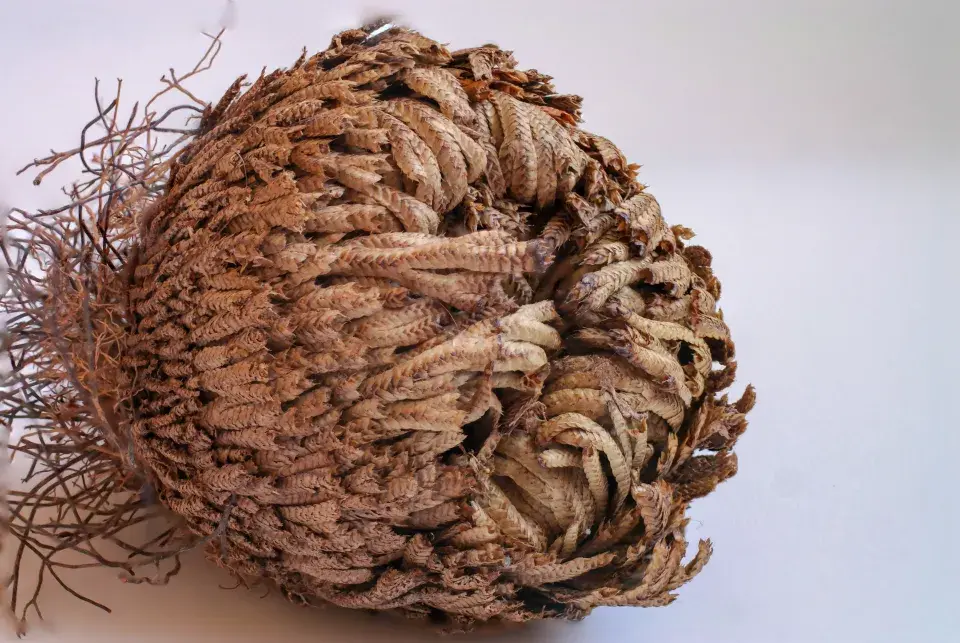 Růže z Jericha neboli vraneček