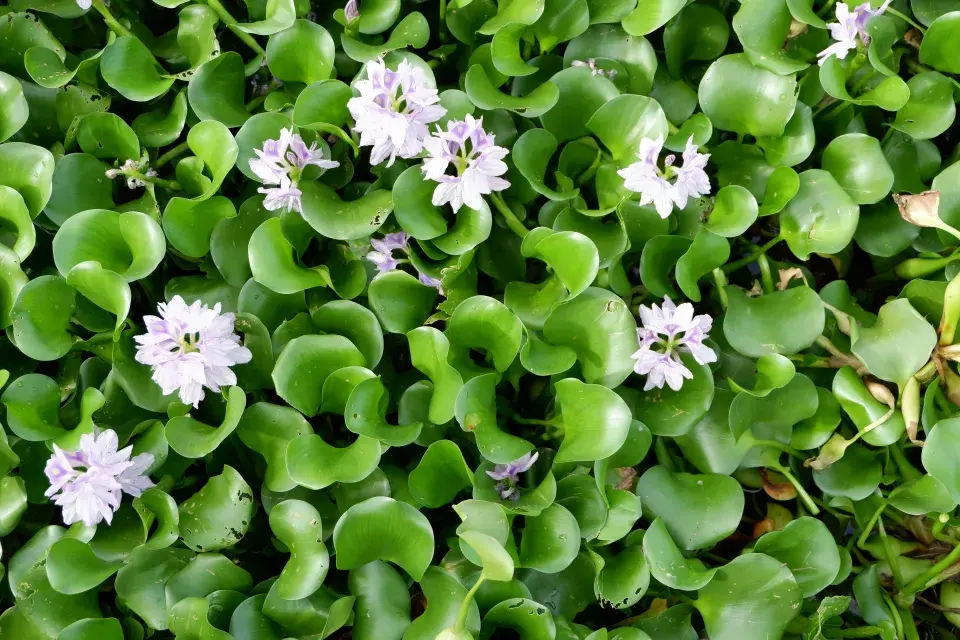 tokozelka představuje i smrtelné nebezpečí