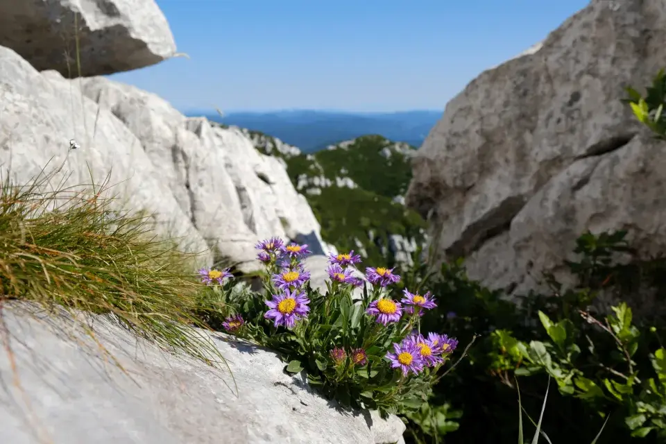 astra alpská ve volné přírodě