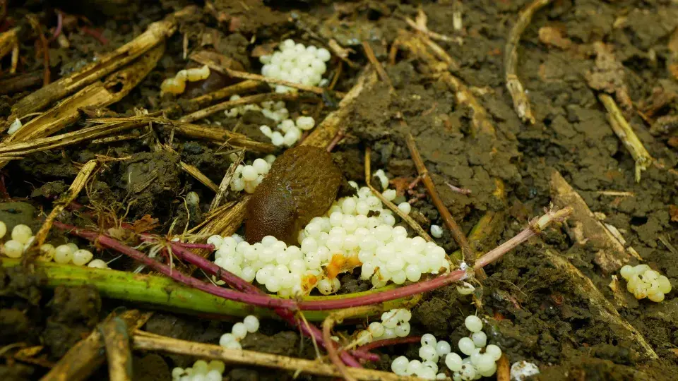 Slimáci a plzáci na podzim