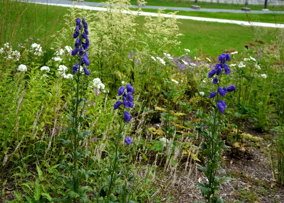 Oměj šalamounek (Aconitum plicatum)