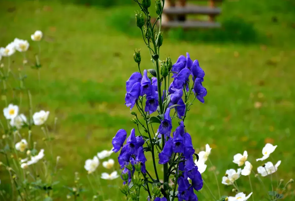 Oměj šalamounek (Aconitum plicatum)