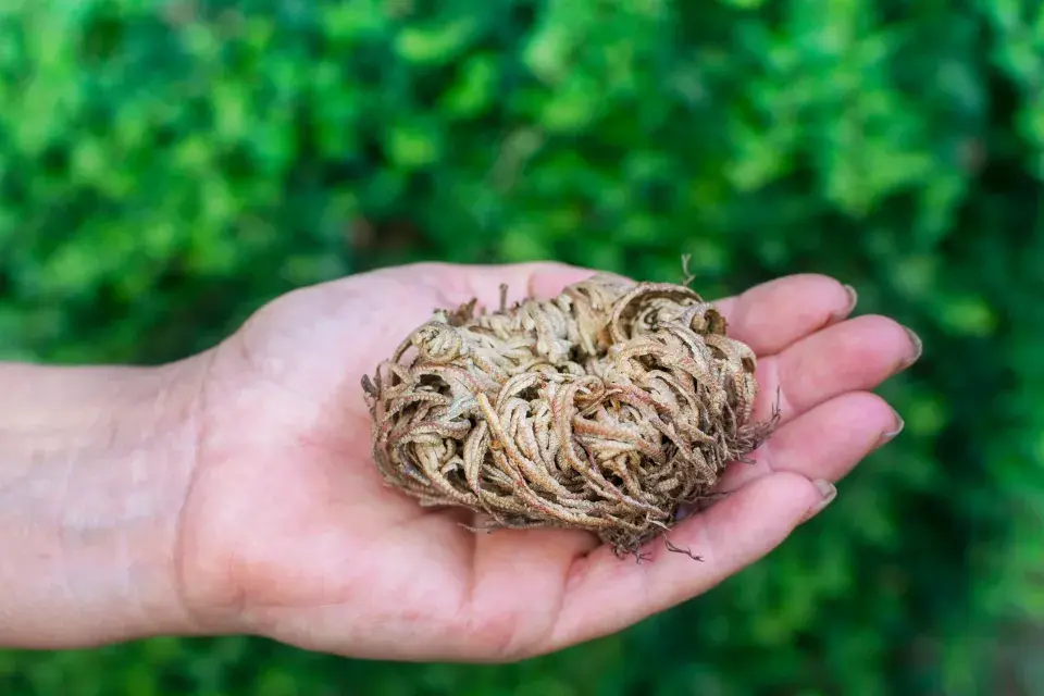 Růže z Jericha neboli vraneček