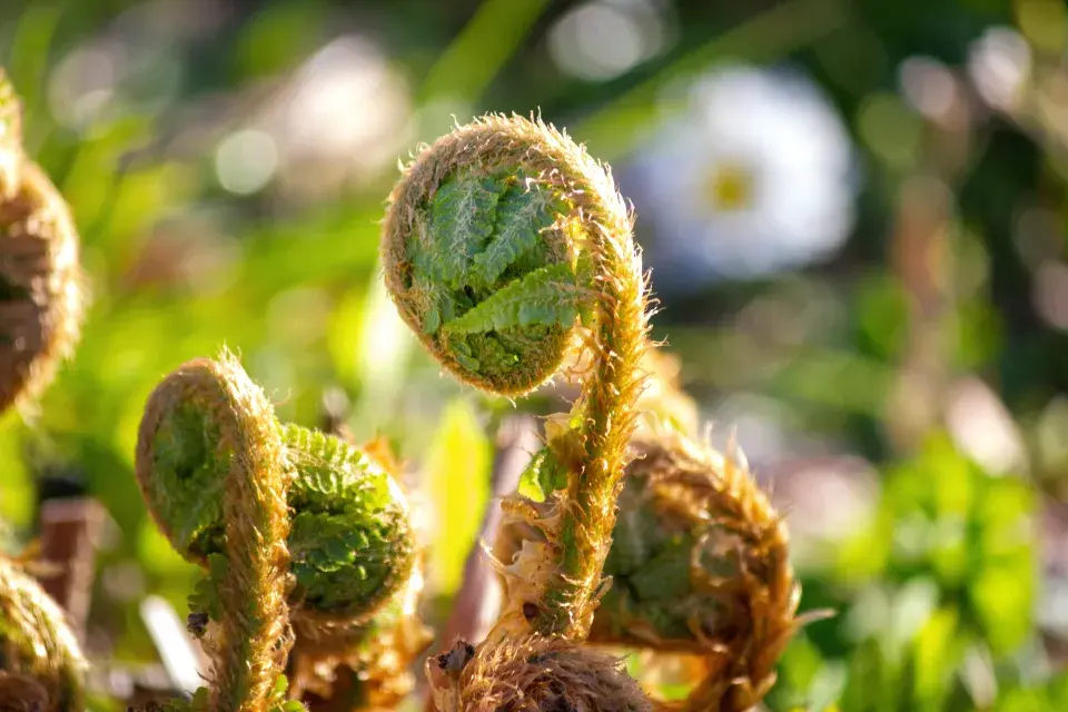 svinuté listy kapradě samce