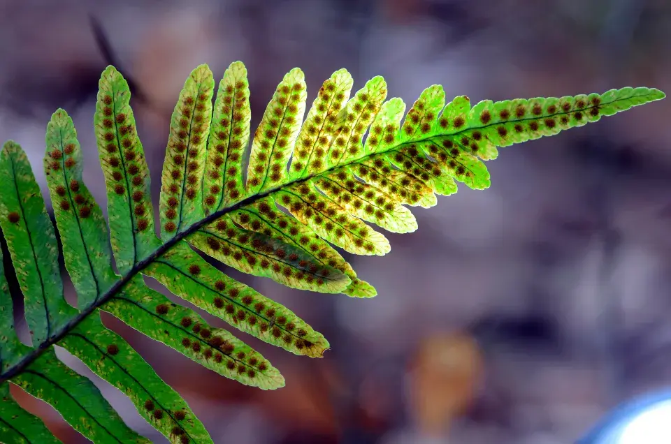 list osladiče s výtrusy