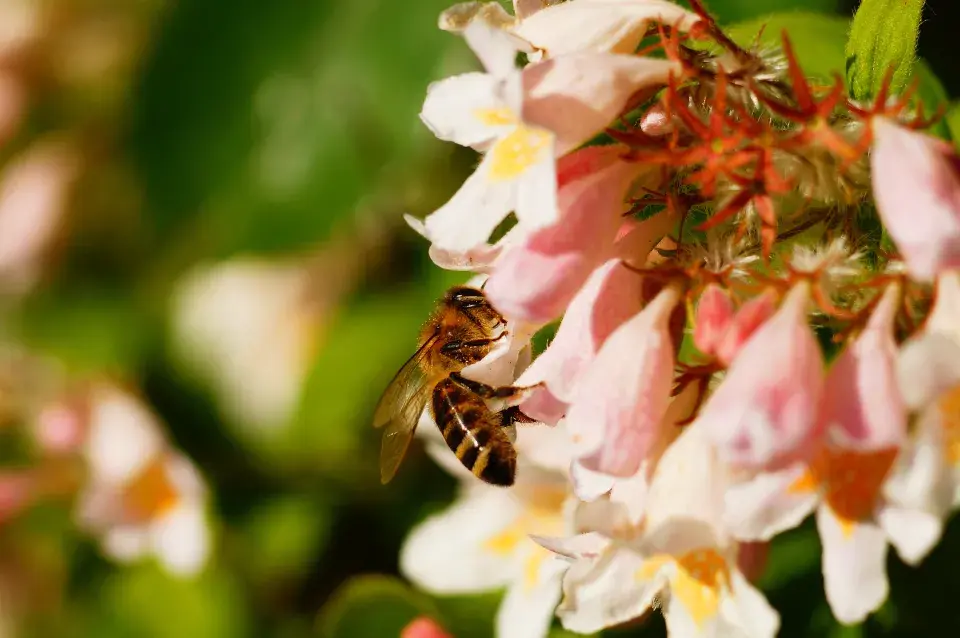 Zimolezku milují i opylovači