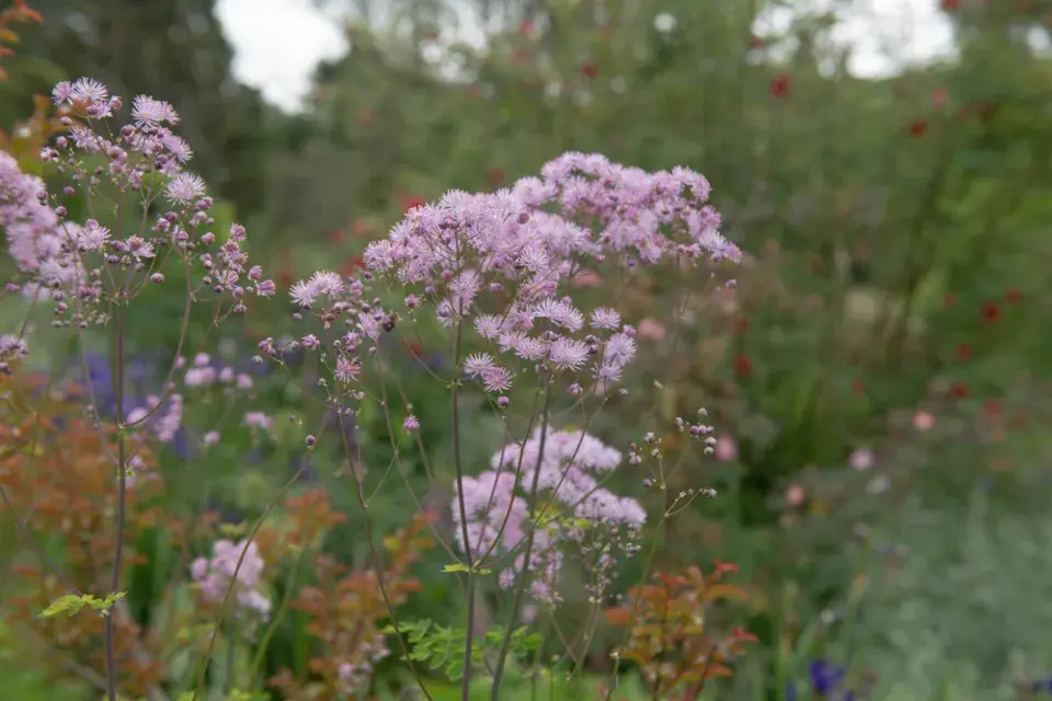 Žluťucha orlíčkolistá (Thalictrum aquilegifolium)