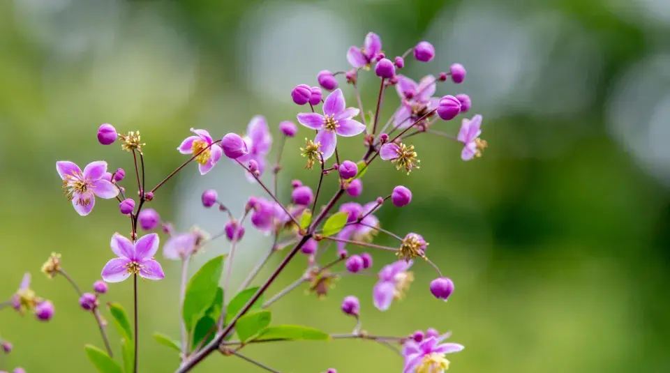 Žluťucha orlíčkolistá (Thalictrum aquilegifolium)
