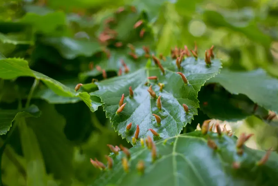 hálky vytvořené hálčivcem