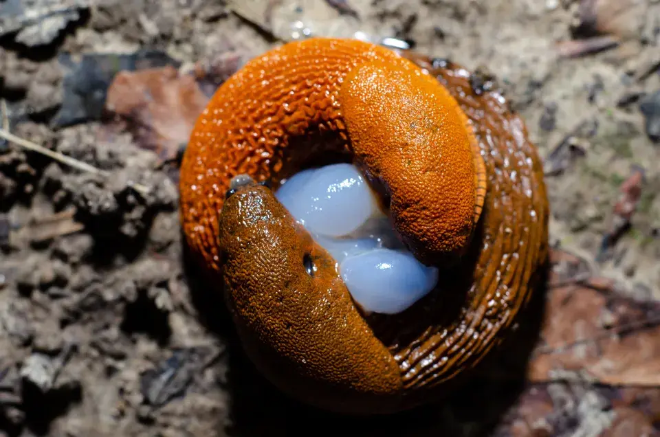 Slimáci a plzáci na podzim