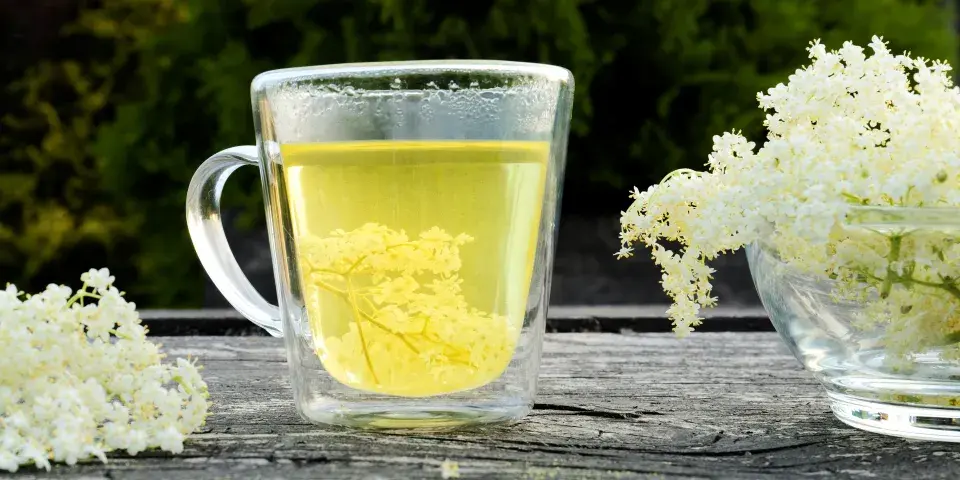 květy bezu černého