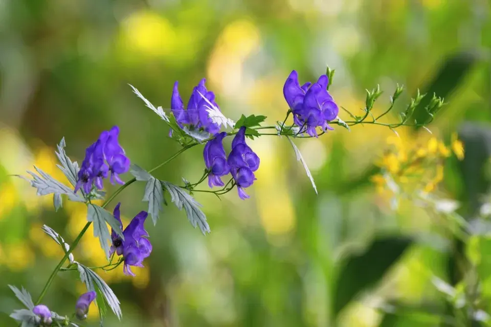 Oměj šalamounek (Aconitum plicatum)