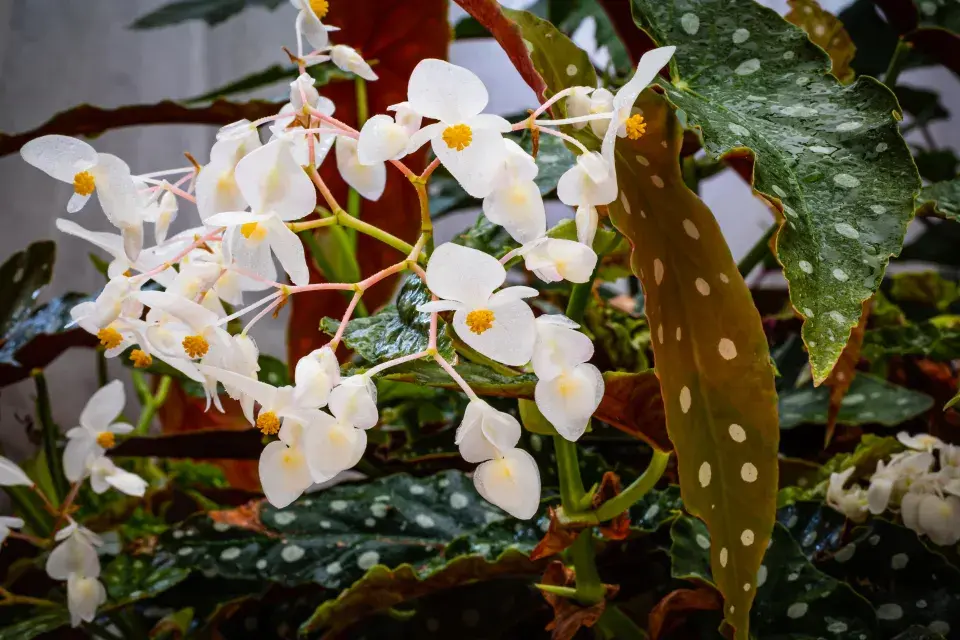 Begonia maculata