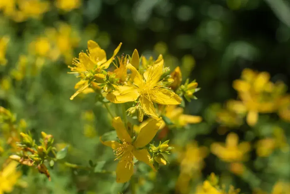 Třezalka tečkovaná (Hypericum perforatum)