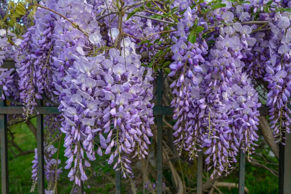 hroznovitá květenství vistárií