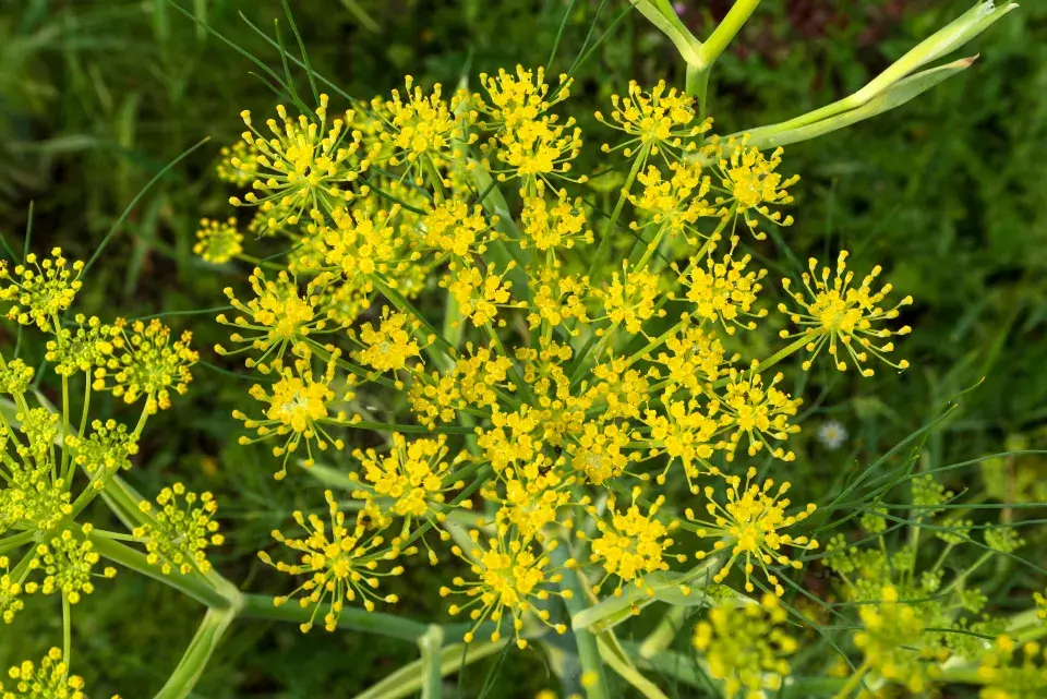 květenství fenyklu