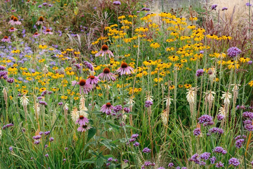 trvalkový záhon s třapatkami a třapatkovkami