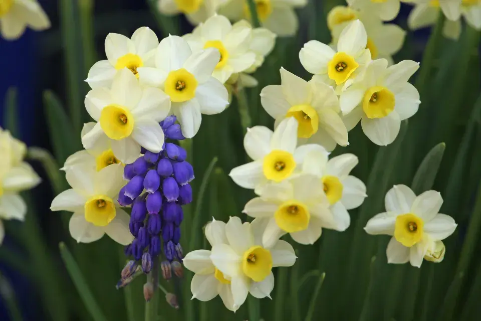 Výsadba narcisů na podzim