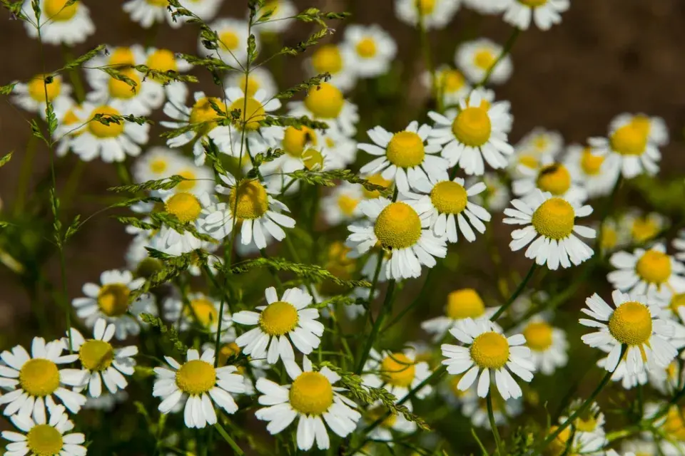 Heřmánek pravý (Matricaria recutita)