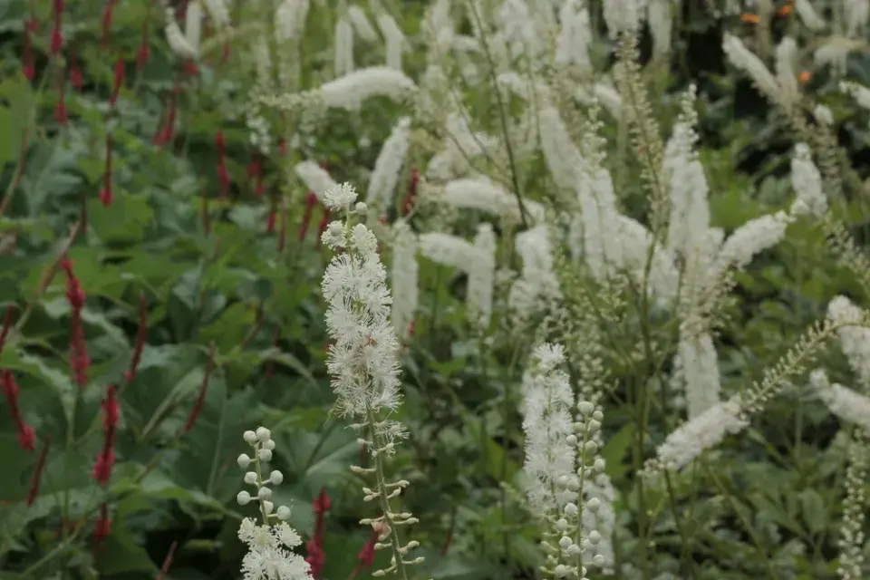 Ploštičník hroznatý (Cimicifuga racemosa)