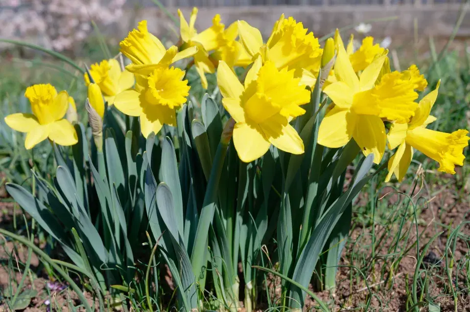 Výsadba narcisů na podzim