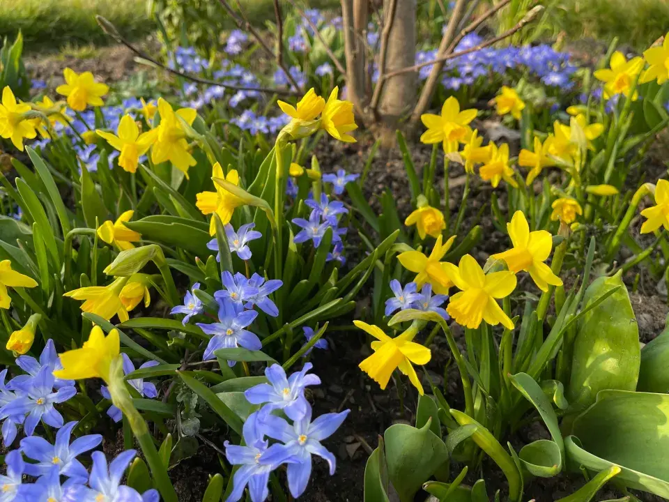 Výsadba narcisů na podzim