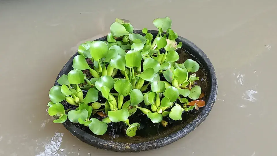 tokozelku pěstujte i v nádobě