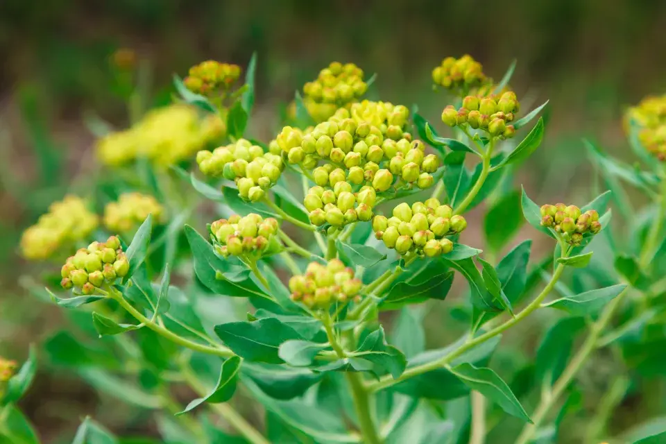 Prorostlík okrouhlolistý