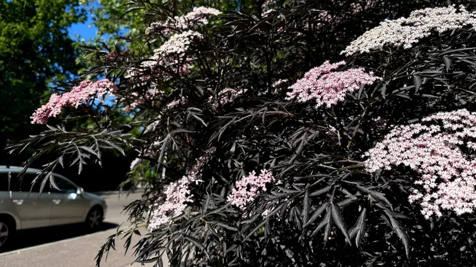 Okrasný kultivar bezu s tmavým listem a růžovým květem