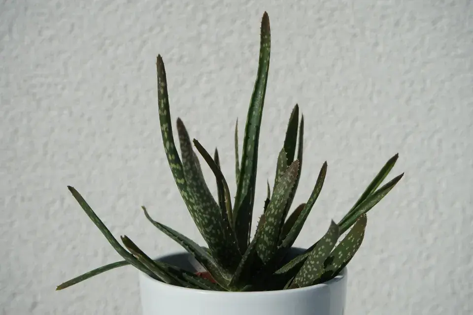 Aloe vera
