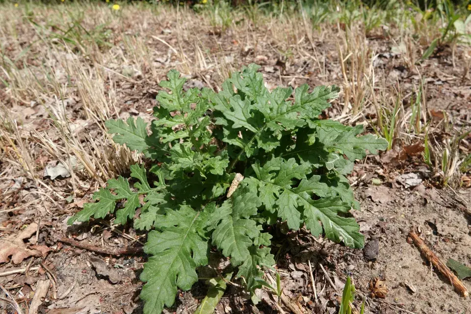 listová růžice starčeku