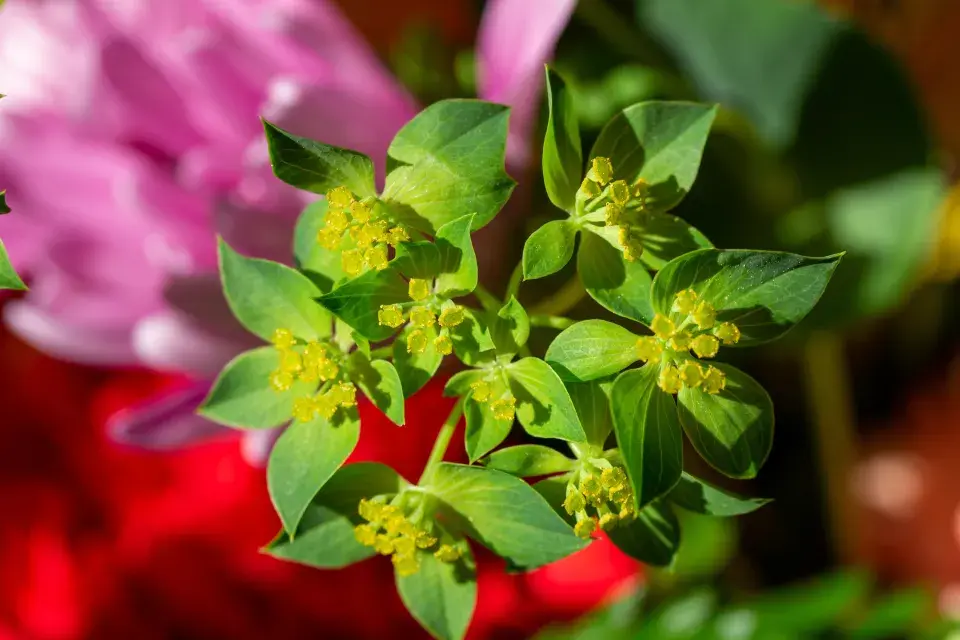 Prorostlík okrouhlolistý