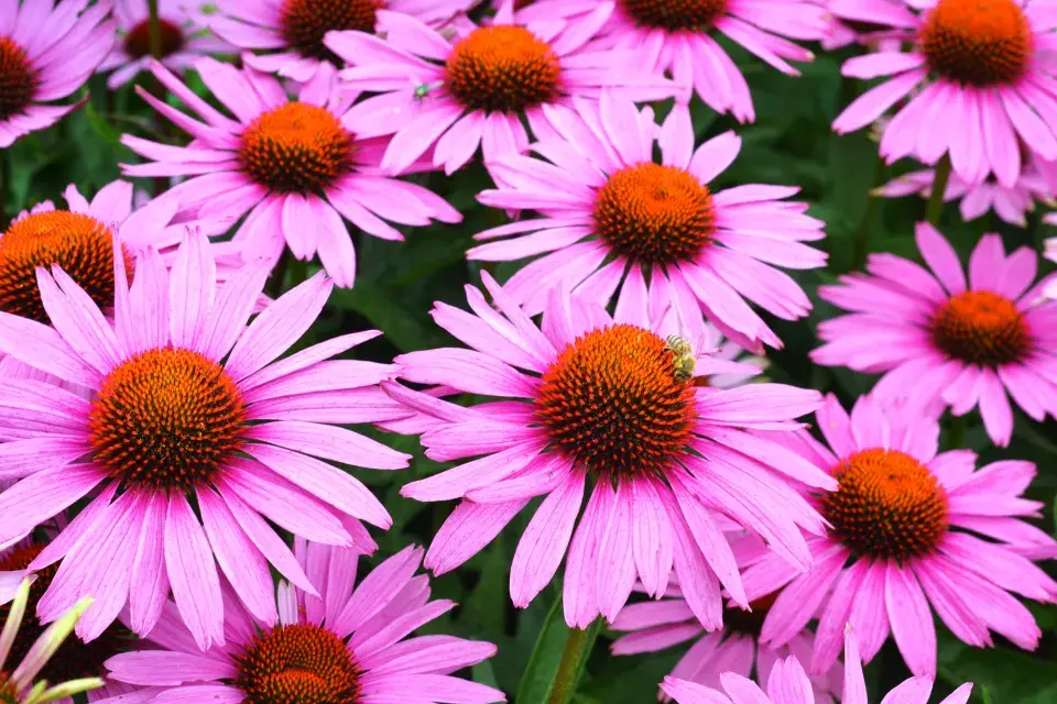 Echinacea purpurea