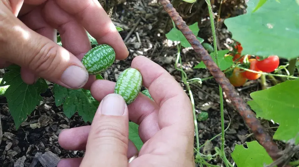 Mexická okurka (Melothria scabra)