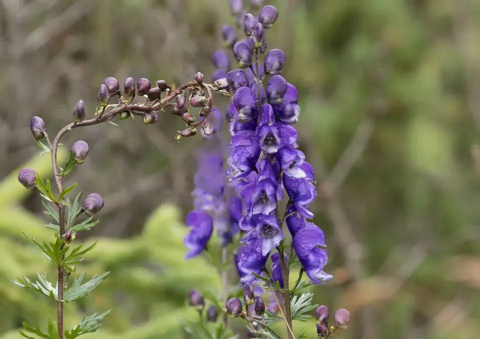 Oměj šalamounek (Aconitum plicatum)