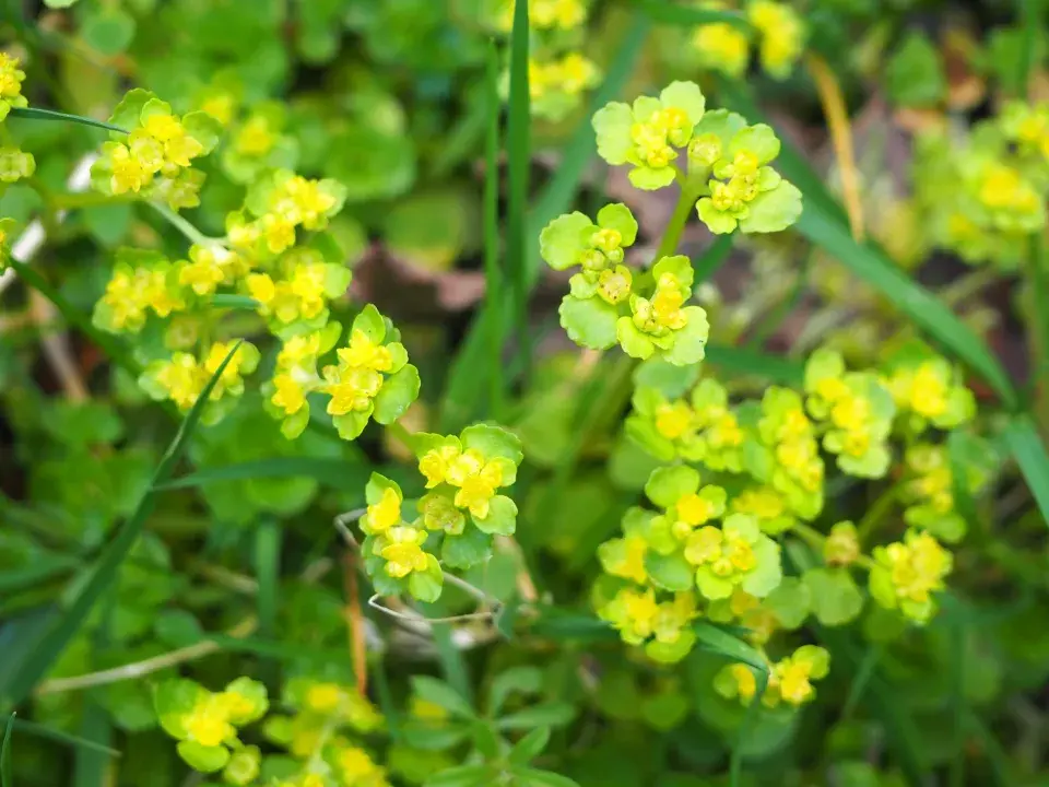 Prorostlík okrouhlolistý